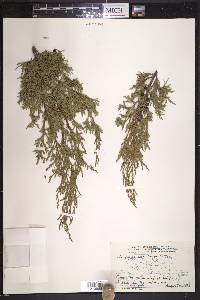 Juniperus scopulorum image