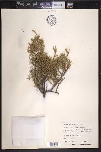 Juniperus pinchotii image