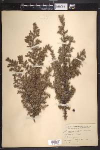 Juniperus nana image