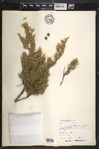 Juniperus ashei image