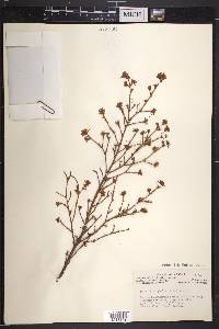 Tsuga heterophylla image