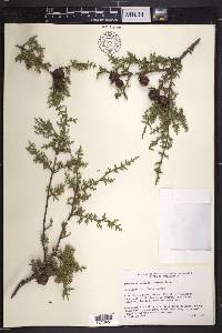 Cupressus pygmaea image