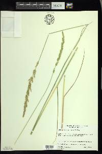 Calamagrostis stricta image