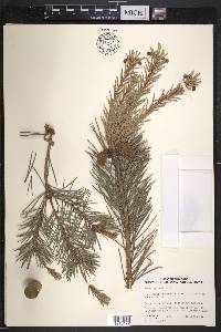 Pinus sylvestris image