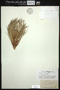 Pinus ponderosa image