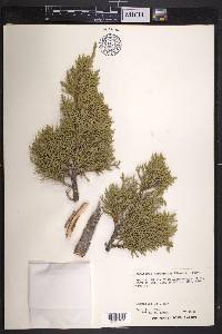 Juniperus monosperma image