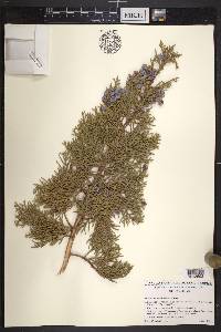 Juniperus californica image