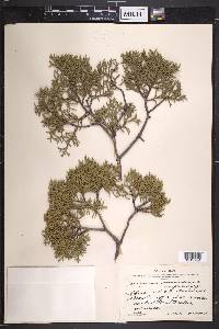 Juniperus monosperma image