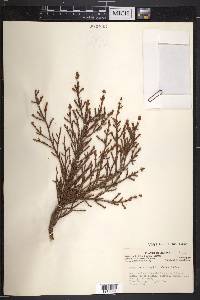 Tsuga heterophylla image
