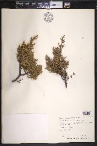 Juniperus pinchotii image