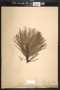 Pinus rigida image