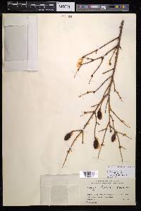 Tsuga ulleungensis image