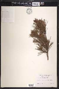 Pinus clausa image