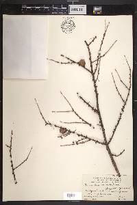 Larix laricina image
