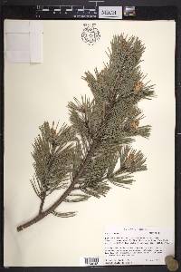 Pinus contorta image