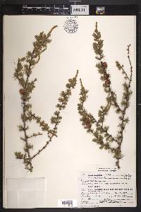 Larix laricina image