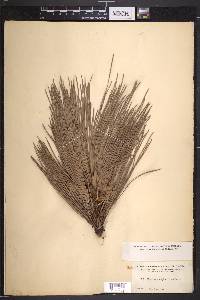 Pinus heterophylla image