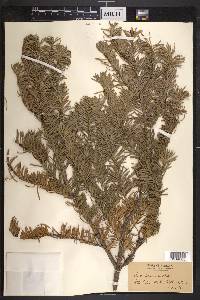 Abies lasiocarpa image