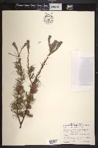 Larix laricina image