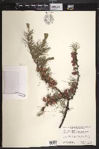 Larix laricina image