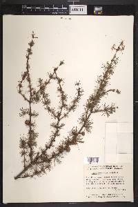 Larix laricina image