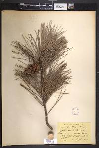 Pinus echinata image