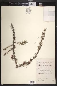 Larix laricina image