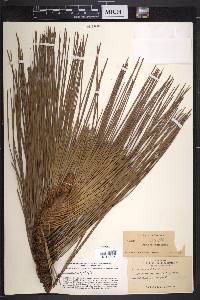 Pinus australis image