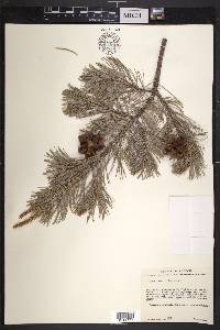 Pinus cembroides image