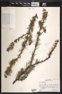 Larix laricina image