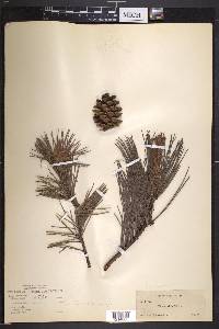 Pinus echinata image