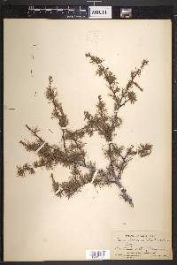 Larix laricina image