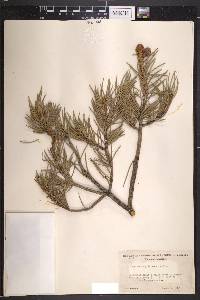 Pinus monophylla image