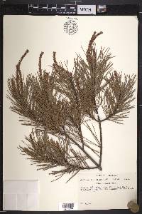 Pinus clausa image