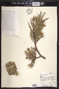 Pinus flexilis image