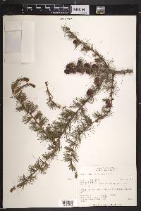 Larix laricina image