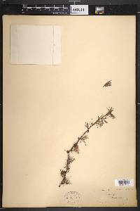 Larix americana image