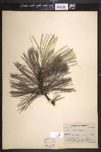 Pinus laricio image