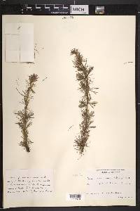 Larix laricina image