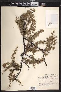 Larix laricina image