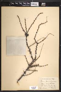 Larix laricina image