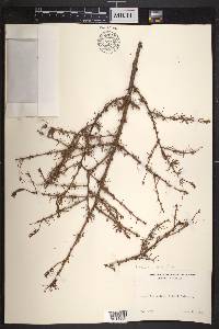 Larix laricina image