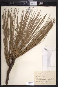 Pinus australis image