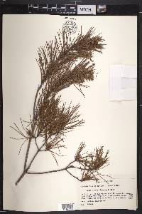 Pinus clausa image