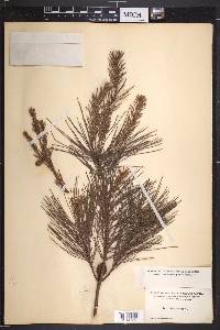 Pinus clausa image