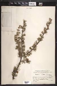 Larix laricina image