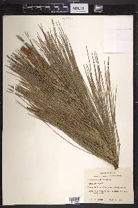 Pinus australis image