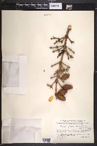 Picea glauca image