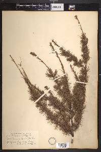 Larix laricina image