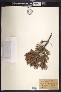 Pinus contorta var. bolanderi image